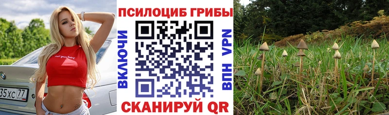 что такое   Дюртюли  кракен ТОР  Галлюциногенные грибы Cubensis 